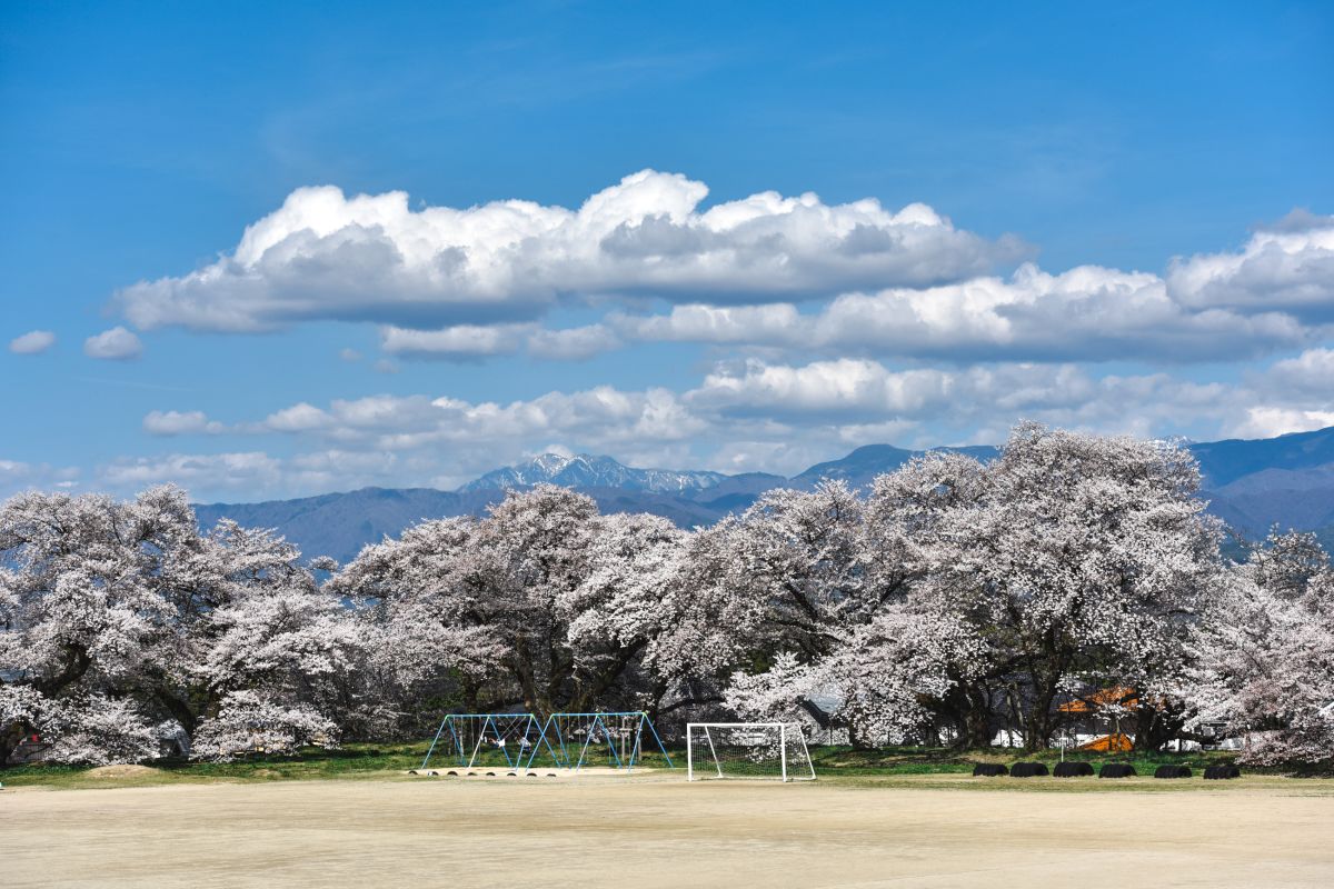 南信州の桜旅　高森南小学校